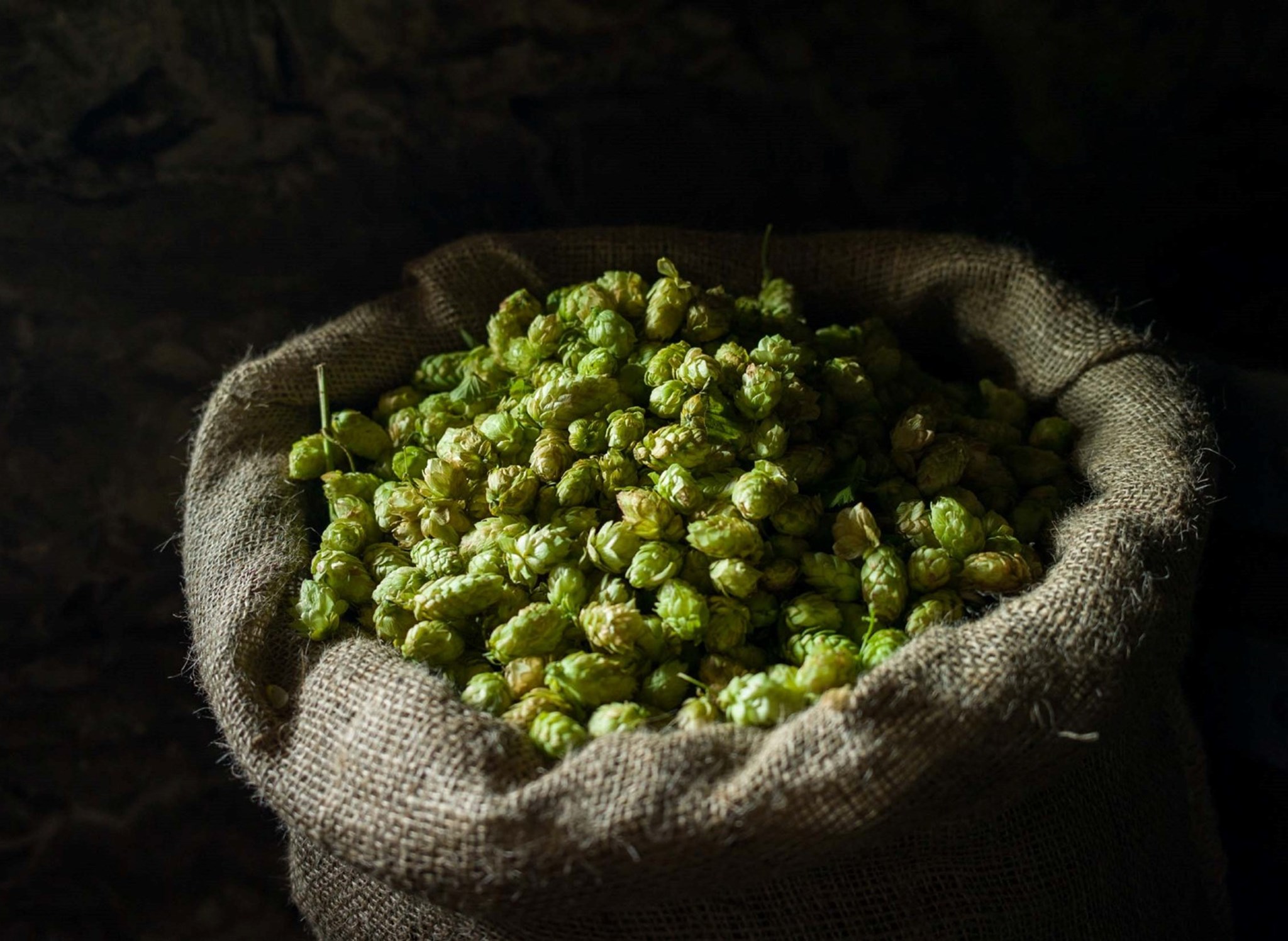 Hopfen